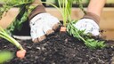 Auch die Ernte soll beim Gärtnern ohne Umgraben üppiger ausfallen