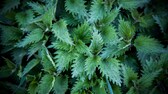 Brennnesseln sind gut für Schmetterlinge, deshalb sollte man sie bewusst im Garten für den Insektenschutz aussäen
