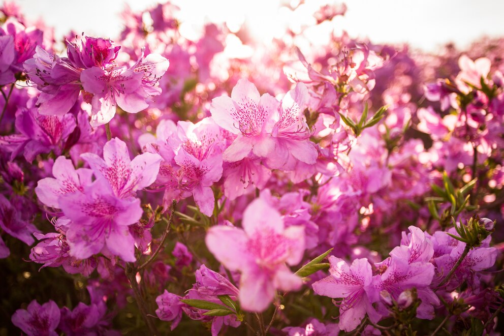 Eine Gartenarbeit im April: Rhododendron pflanzen