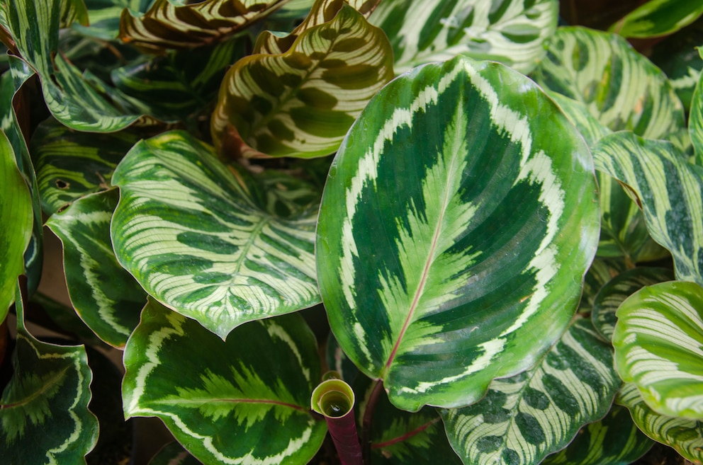Calathea  die Zimmerpflanze, die sich stndig bewegt