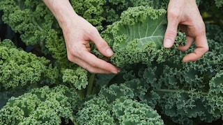 Grünkohl im Garten selbst anbauen – so geht‘s