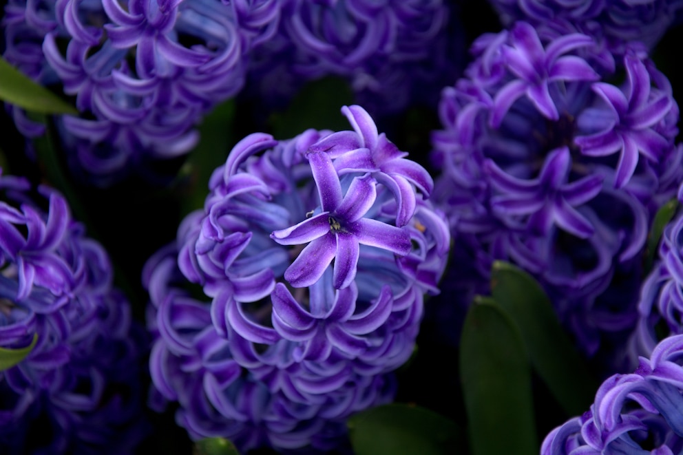 Hyazinthen blühen im April im Garten