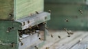 Kann man sich Bienen auf dem Balkon halten – was muss man tun?