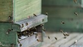 Kann man sich Bienen auf dem Balkon halten – was muss man tun?