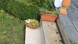 Stufen im Garten selber bauen – Anleitung Schritt für Schritt