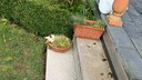 Stufen im Garten selber bauen – Anleitung Schritt für Schritt