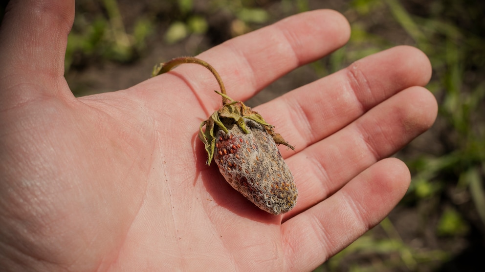 Mit den richtigen Methoden kann man dem Grauschimmel bei Erdbeeren vorbeugen