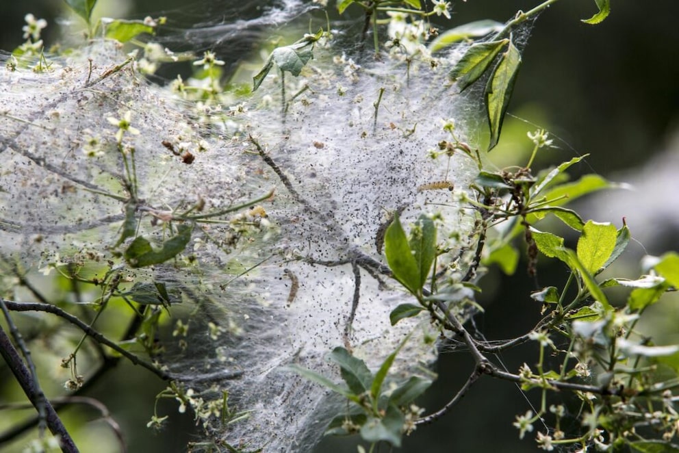 The webs of the oak processionary moth cling to the trunks and branches of trees and look like nests