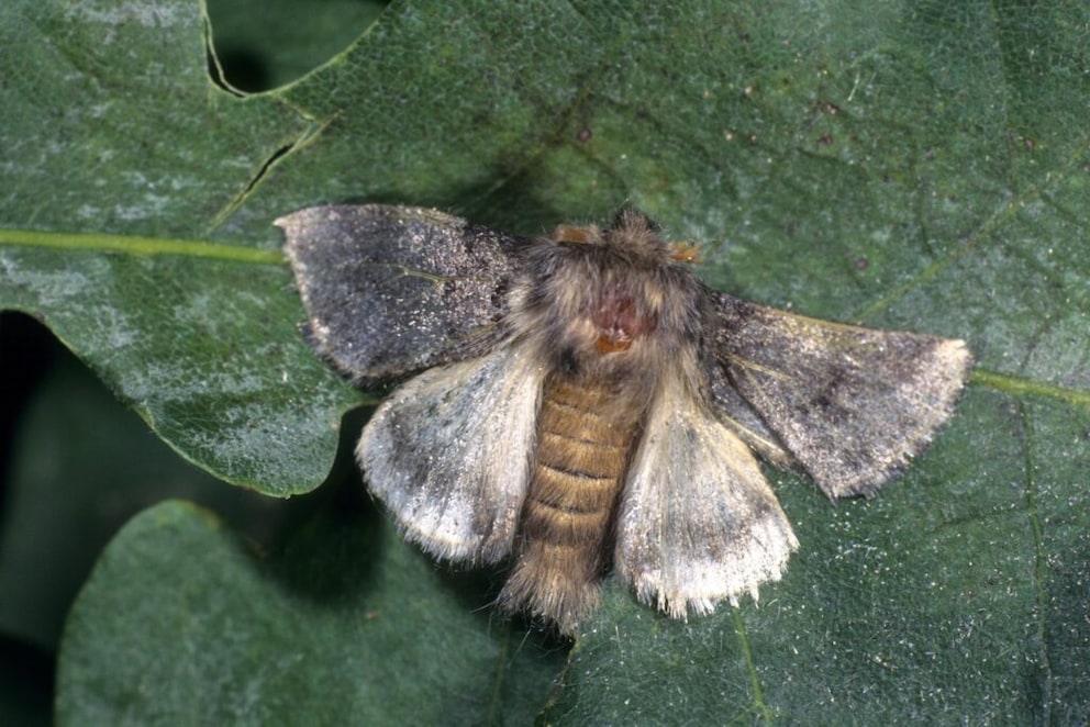The caterpillars of the oak processionary moth develop into night-flying moths