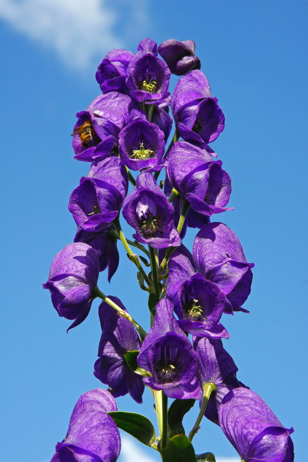 Giftige Pflanzen im Garten: Eine Biene fliegt an eine leuchtend blaue Blüte des Einsenhuts