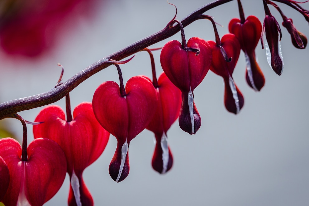 Tränendes Herz „Valentine“ ist die Sorte mit dunkelroten Blüten