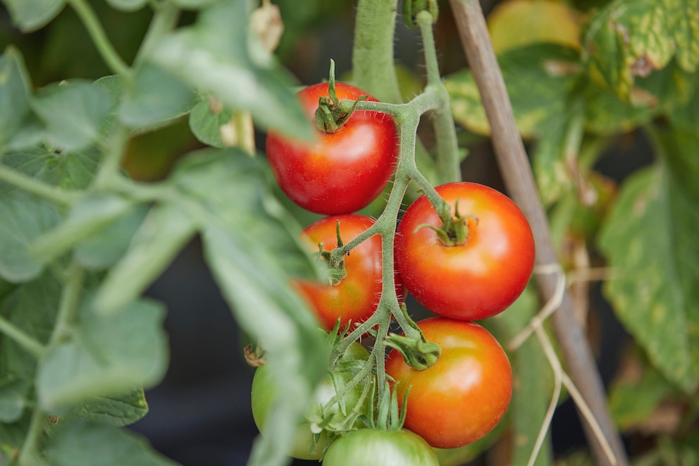 In Notsituationen ist es gut, wenn man Tomaten angebaut hat