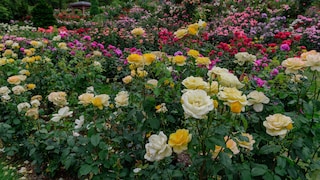 Ein Garten voller verschiedenfarbener Rosen