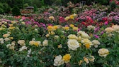 Ein Garten voller verschiedenfarbener Rosen