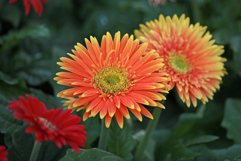 Sogar die Gerbera kann ich Zeiten einer Apokalypse hilfreich sein