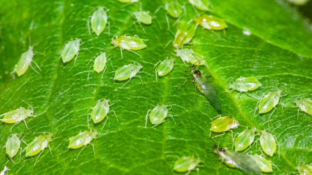 Natürlicher Pflanzenschutz – mit Neemöl Blattläuse vertreiben