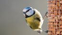 Nabu empfiehlt: Hobbygärtner sollten Vogeltränken und Futterstellen entfernen, wenn sie tote Blaumeisen im Garten finden