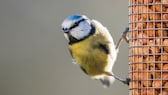 Nabu empfiehlt: Hobbygärtner sollten Vogeltränken und Futterstellen entfernen, wenn sie tote Blaumeisen im Garten finden