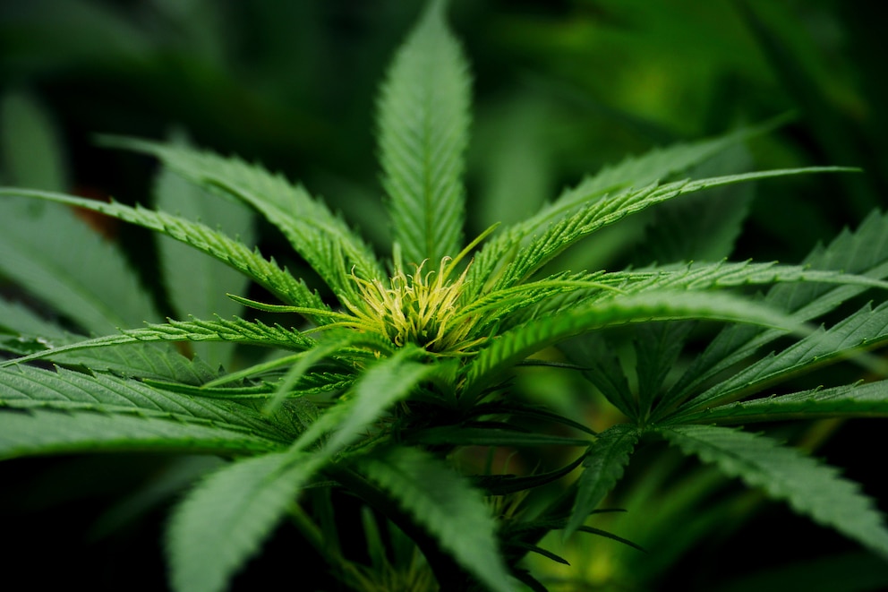 Der Anbau von Cannabis ist in Deutschland streng verboten