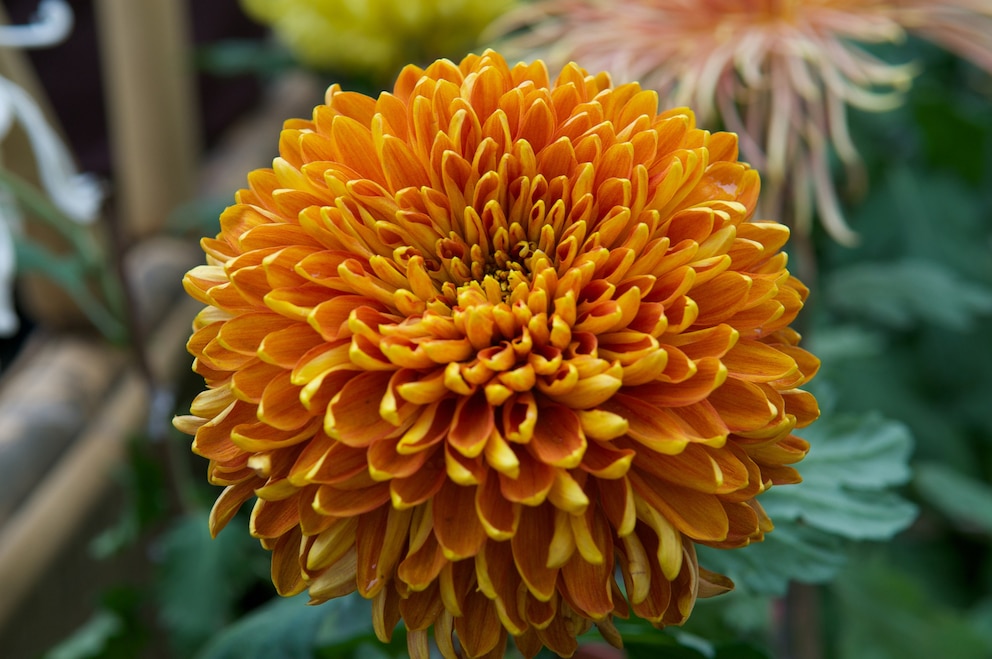 Chrysanthemen sehen nicht nur schön aus, sie können auch medizinische Helfer sein