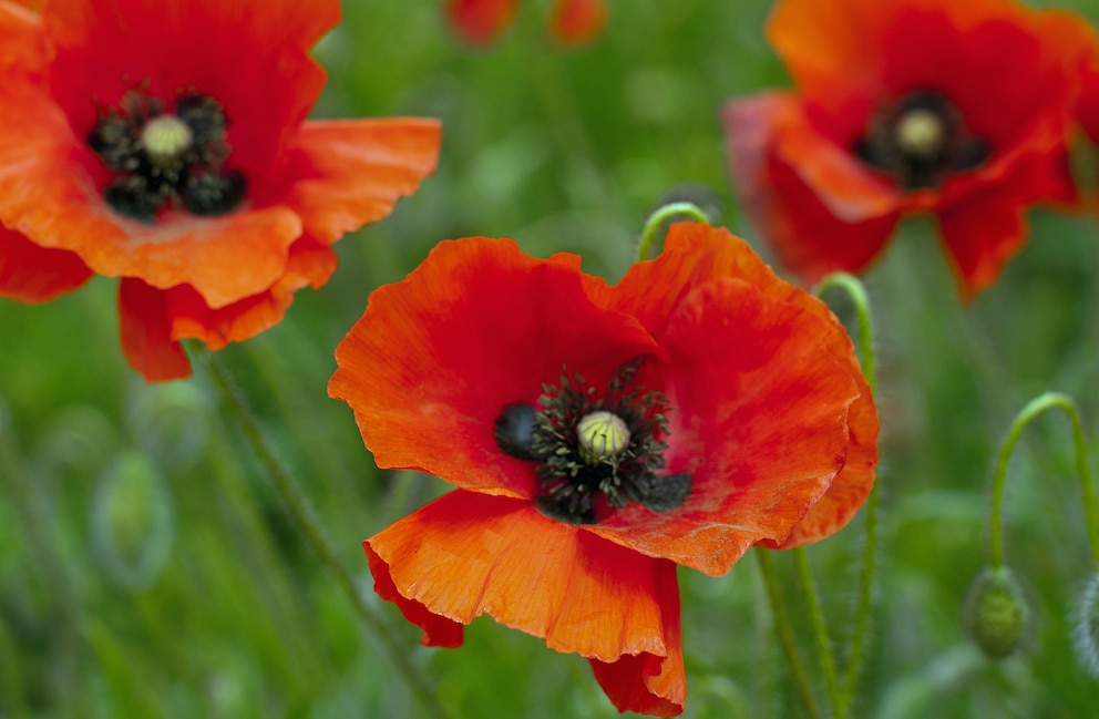 Im Mai blüht der Türkische Mohn