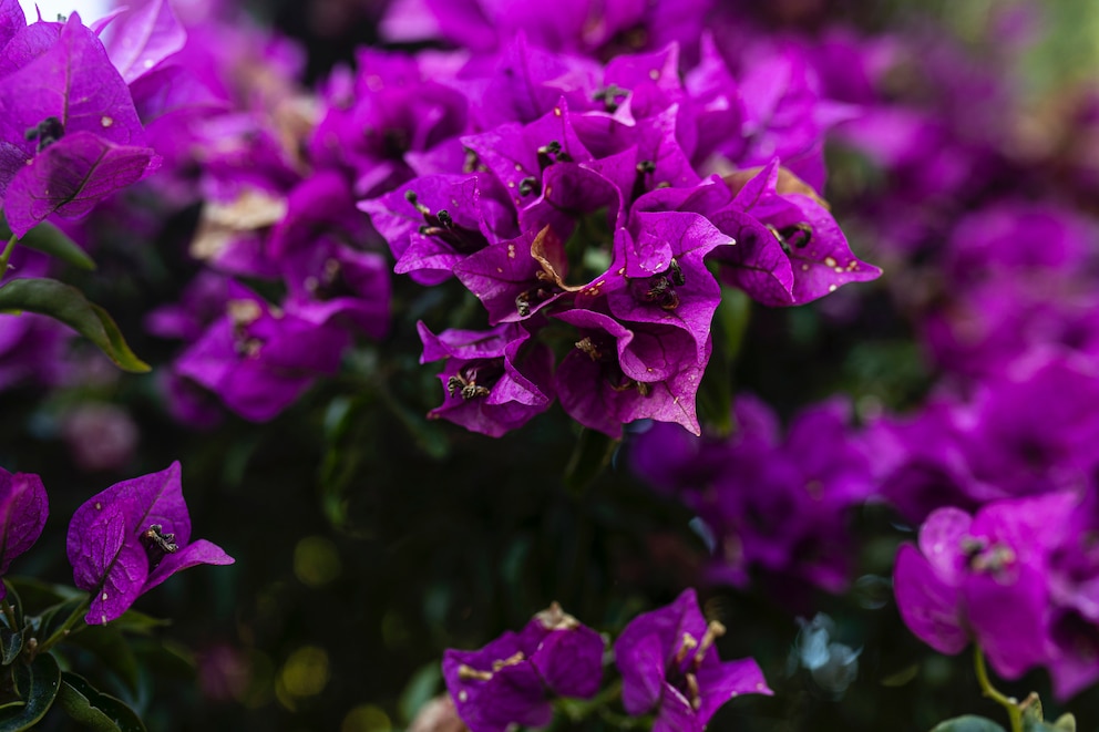 Bougainvillea ist optimal als Urlaubspflanze für den Balkon, wenn man den nötigen Platz hat