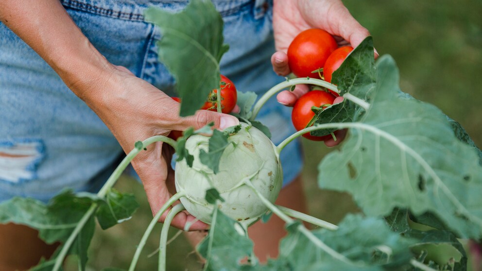 Wie man im Garten Kohlrabi pflanzen kann