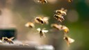 In Automaten kann man jetzt Futter für Bienen holen