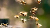In Automaten kann man jetzt Futter für Bienen holen