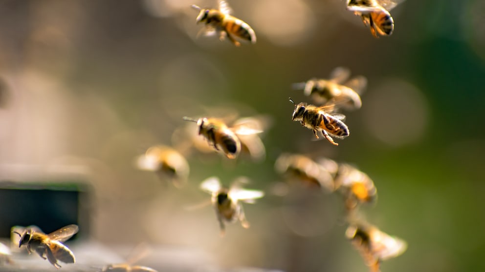 In Automaten kann man jetzt Futter für Bienen holen