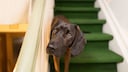 Ein Hund steht im Treppenhaus