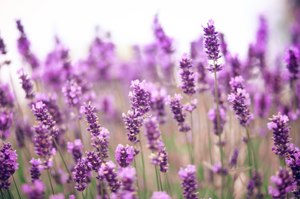 Lavendel eignet sich, um Urlaubsflair auf den Balkon zu holen