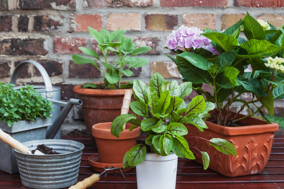 Hortensie Umtopfen Erde