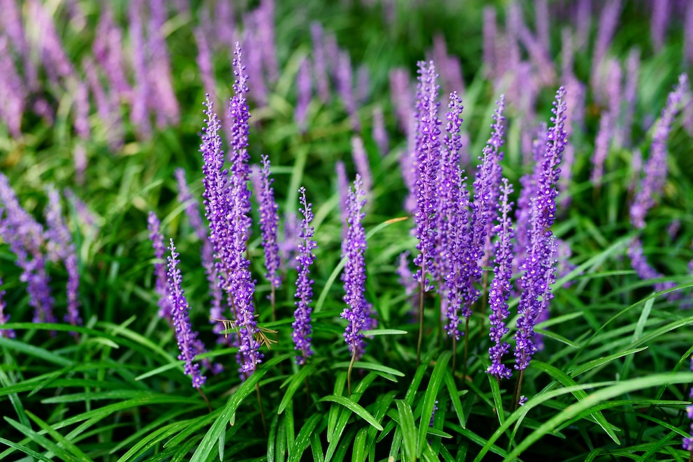 Zu den 20 Pflanzen, die bei einer Apocalypse helfen, gehört auch die Lilientraube