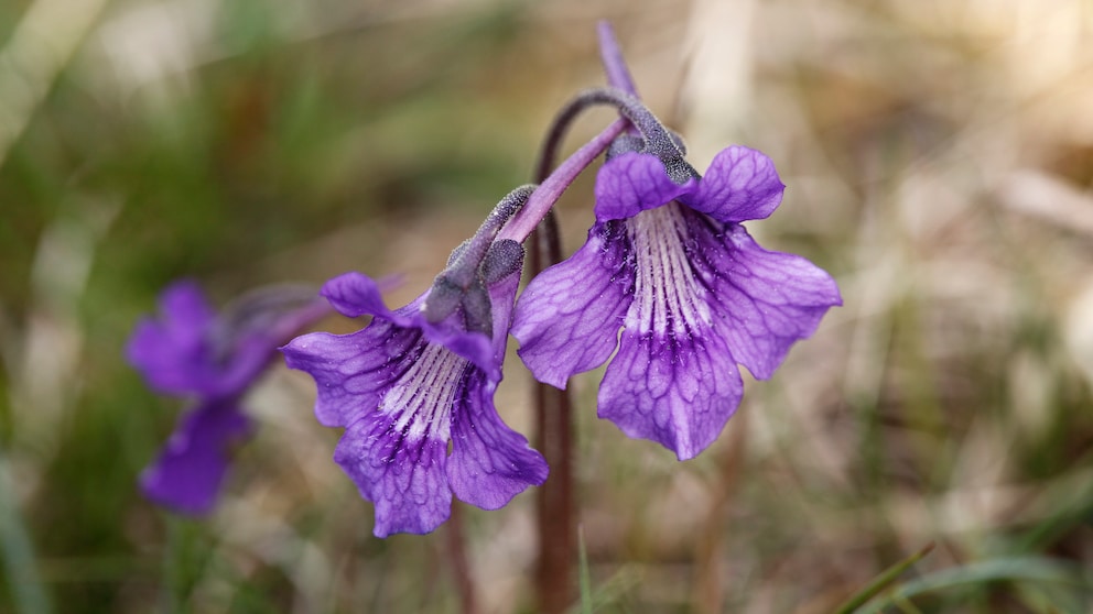 Gemeines Fettkraut: Die Pflanze Gemeines Fettkraut mit violetten Blüten