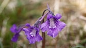 Gemeines Fettkraut: Die Pflanze Gemeines Fettkraut mit violetten Blüten