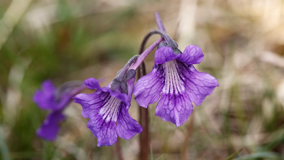 Gemeines Fettkraut: Die Pflanze Gemeines Fettkraut mit violetten Blüten