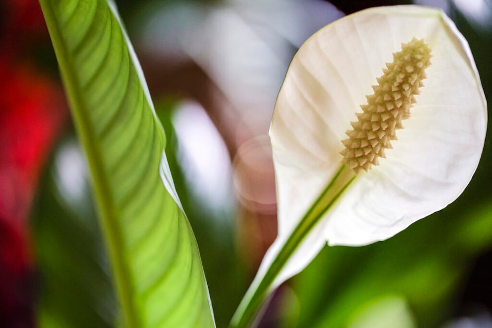 A peace lily can purify the air during an apocalypse