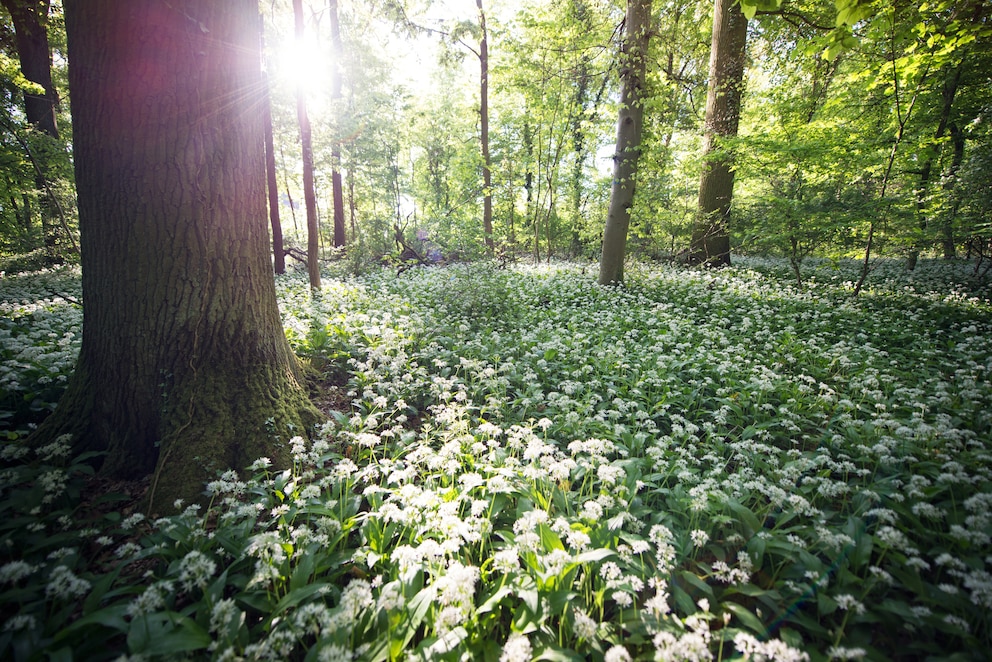 Beim richtigen Standort und Boden für Bärlauch kann man sich an den natürlichen Gegebenheiten im Wald orientieren