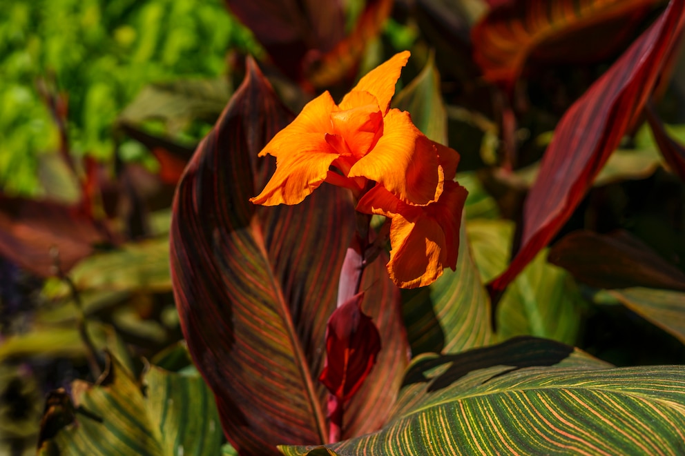 Eine besonders exotische, mediterrane Schönheit für den Balkon: die Canna