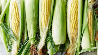 Zuckermais selbst im Garten anbauen