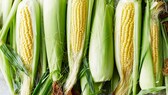 Zuckermais selbst im Garten anbauen