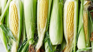 Zuckermais selbst im Garten anbauen