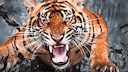 Ein brüllender Tiger