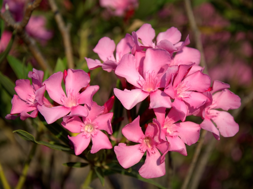 In vielen Urlaubsländern sieht man Oleander