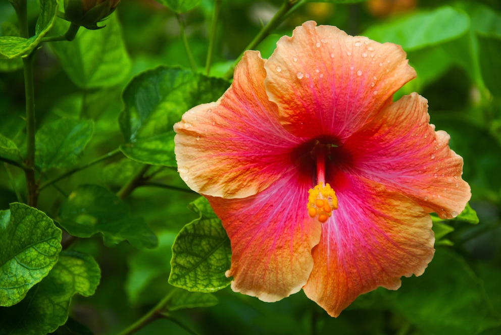 Der Hibiskus sorgt für tropisches Flair