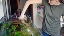 Ein Mensch reinigt ein Aquarium mit der Hand