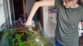 Ein Mensch reinigt ein Aquarium mit der Hand