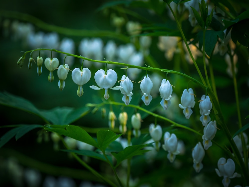 Tränendes Herz „Alba“ ist die Sorte mit weißen Blüten