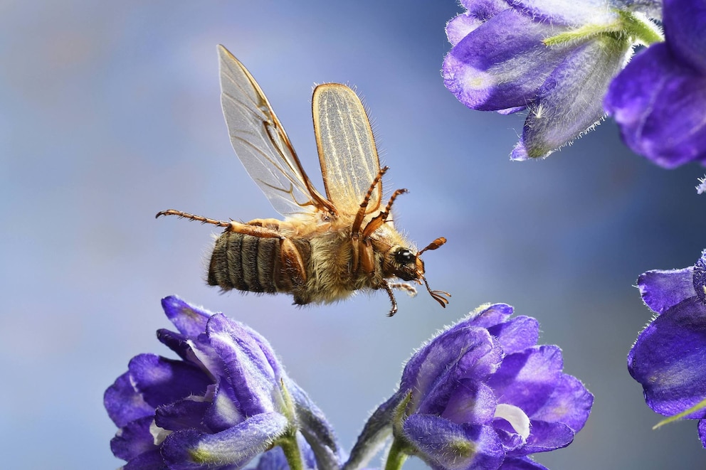 Junikäfer im Garten bekämpfen